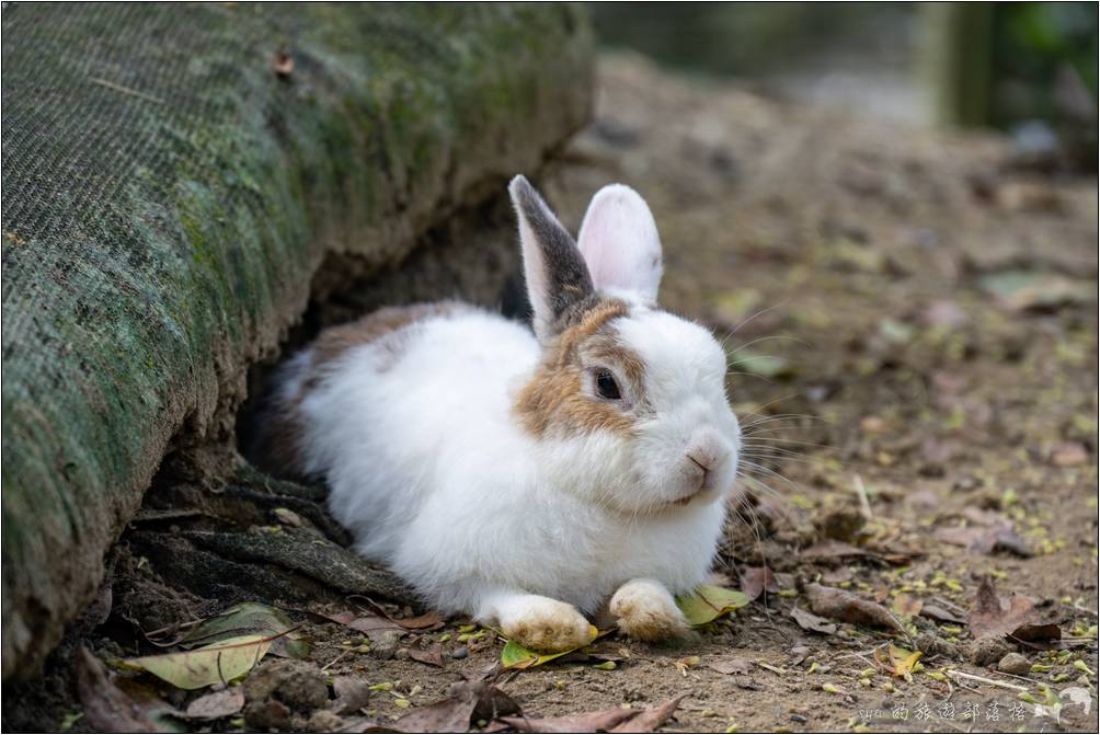 綠世界 可愛動物區