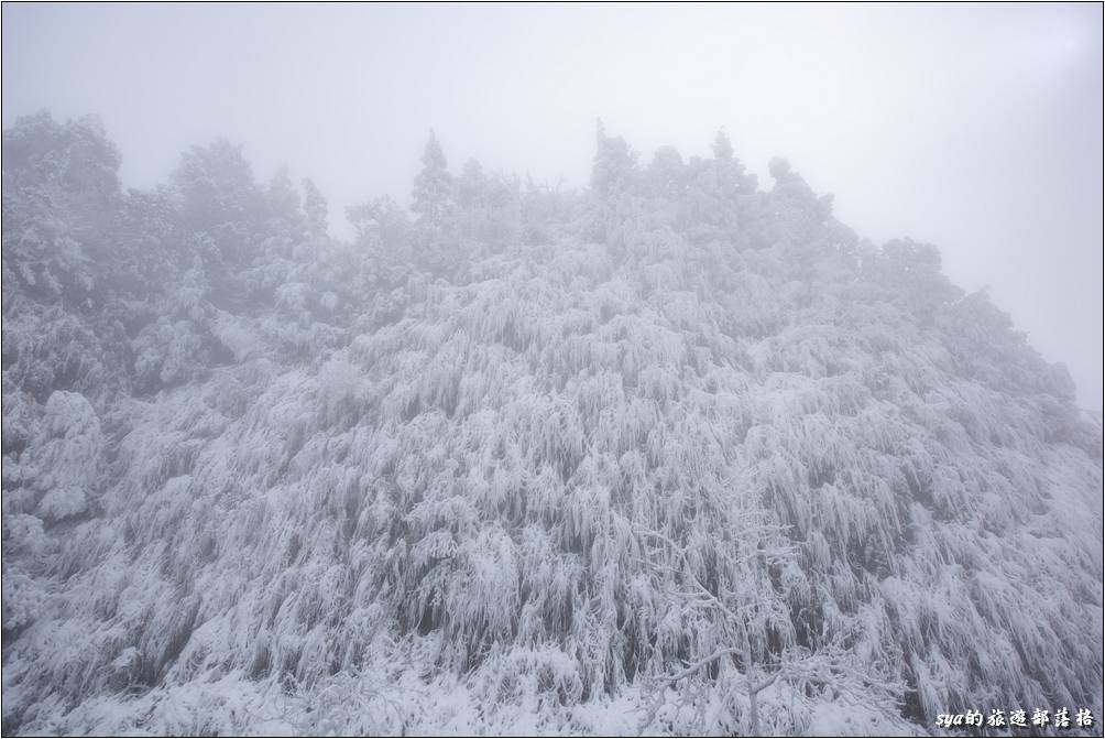 太平山停車場旁的植物，早已被大雪覆蓋成另一種景色