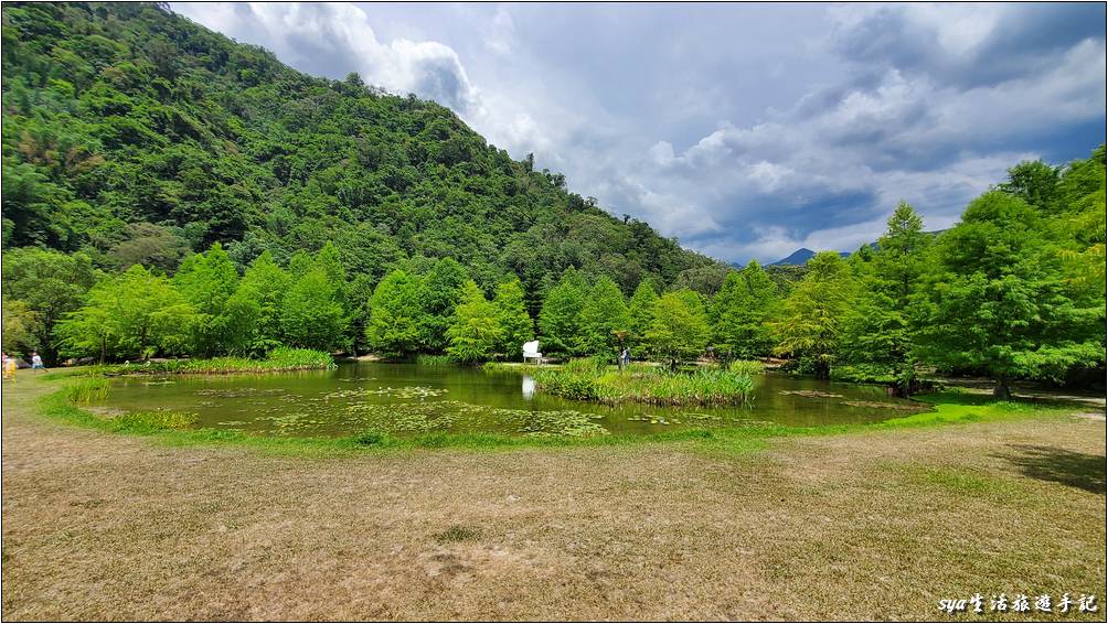 湖區落羽松景觀