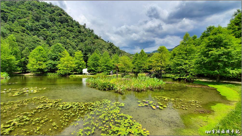 湖區落羽松景觀