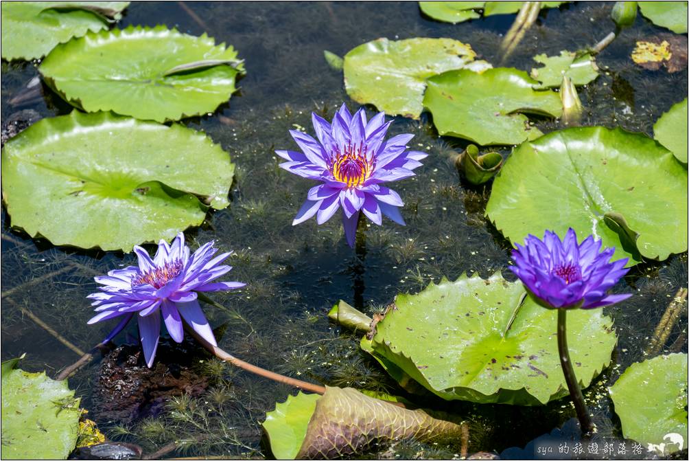 蓮城蓮花園