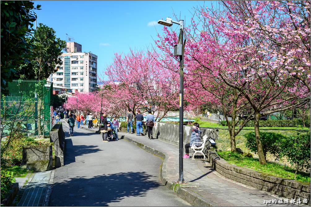 汐止 康誥坑溪 櫻花季