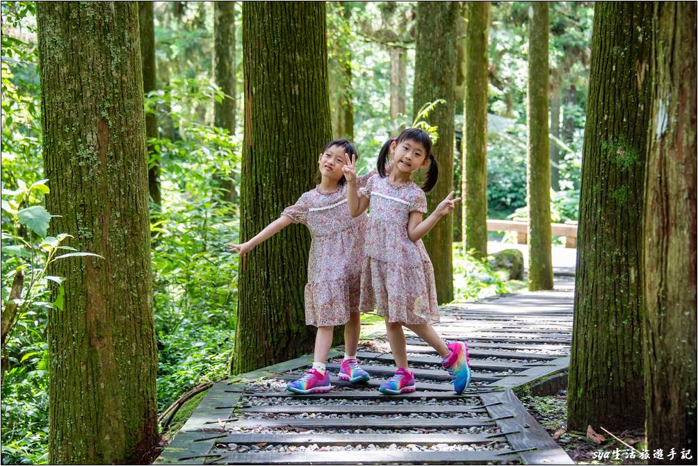 溪頭森林遊樂區 溪頭自然教育園區 大學池林道