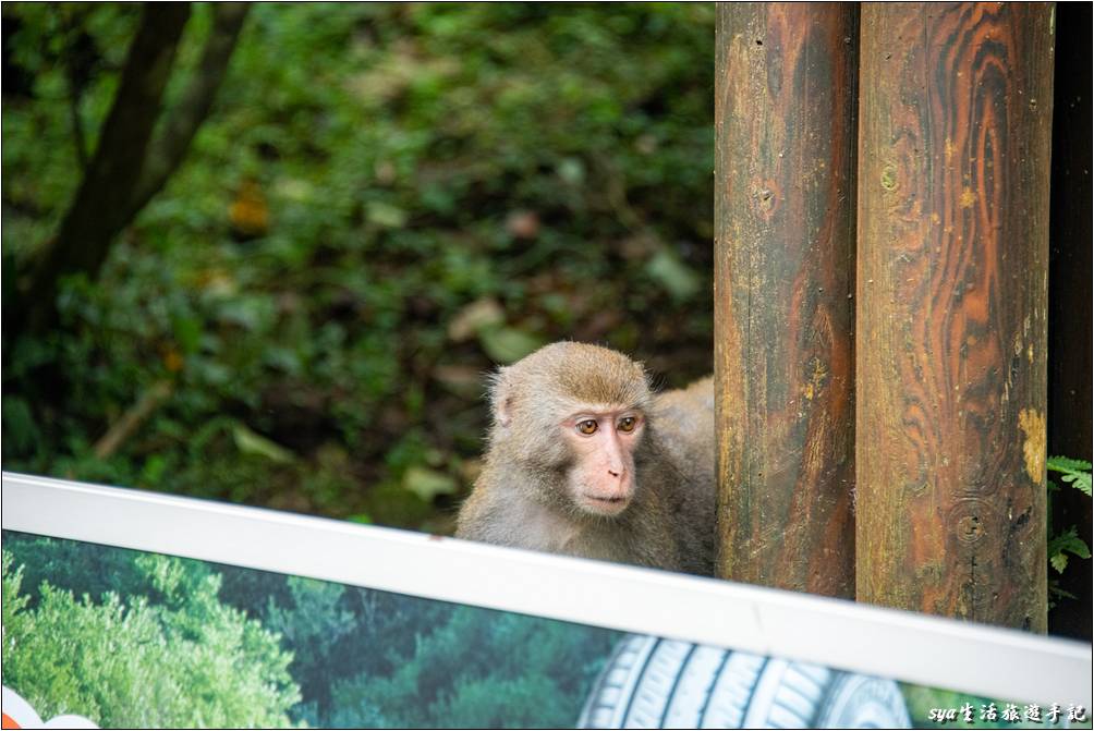 溪頭森林遊樂區 溪頭自然教育園區 大學池 猴子