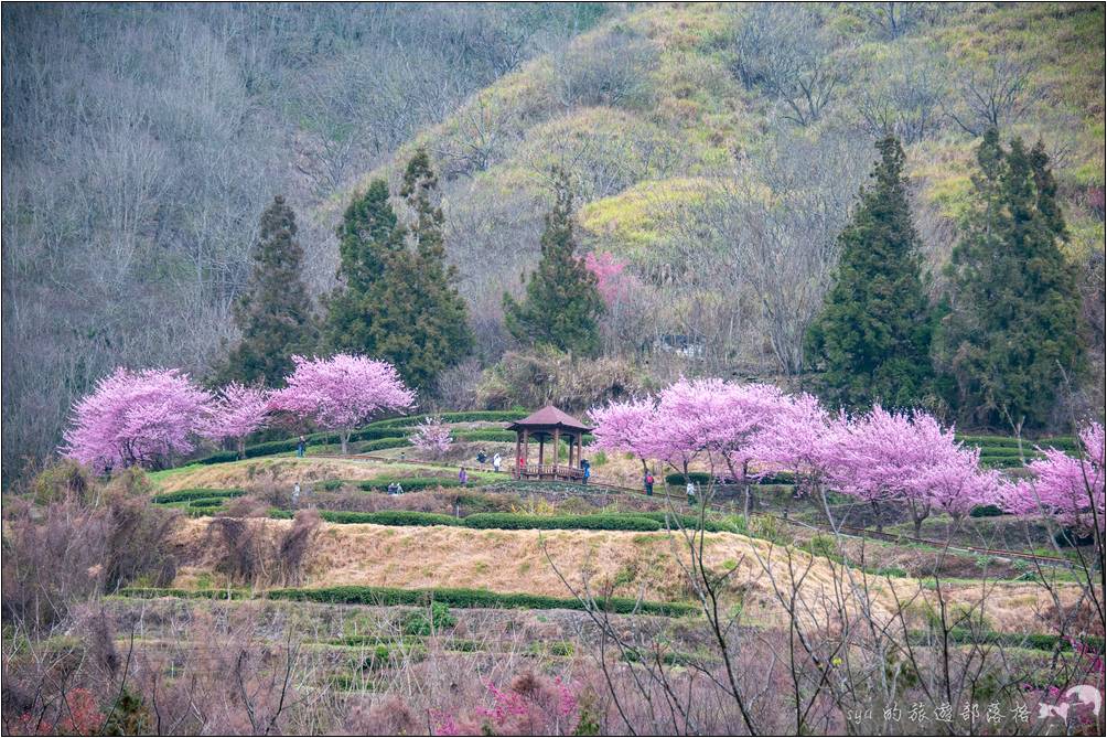 武陵農場 櫻花季