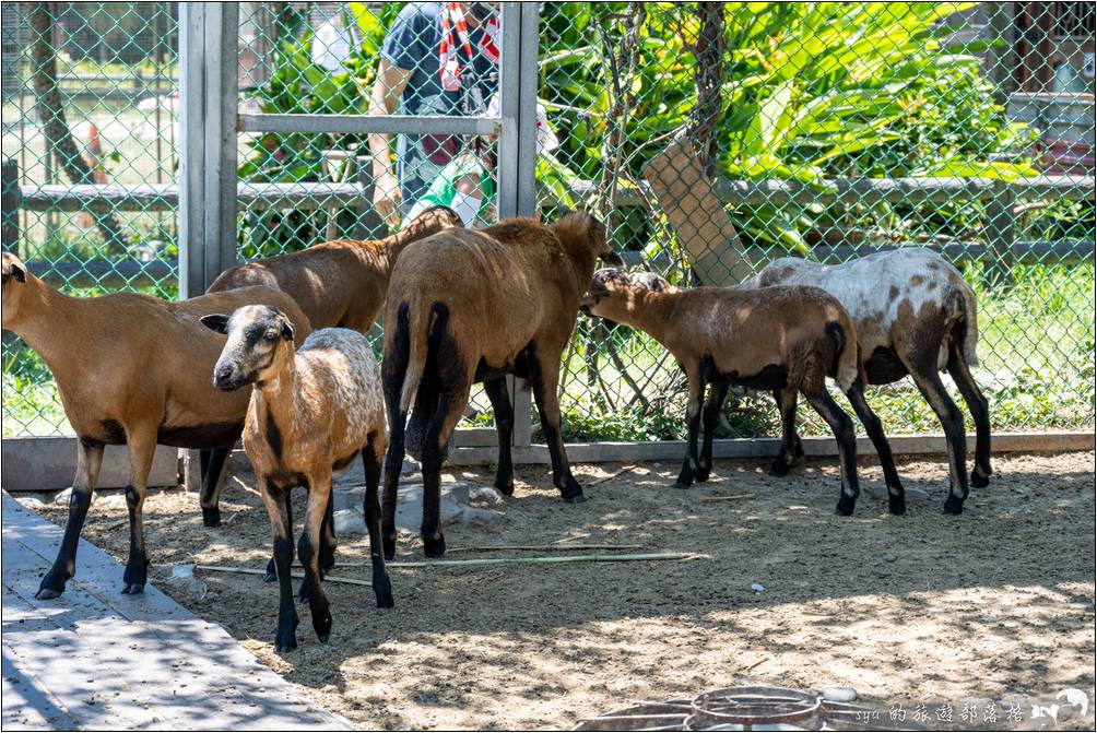 台開心農場 與小動物互動