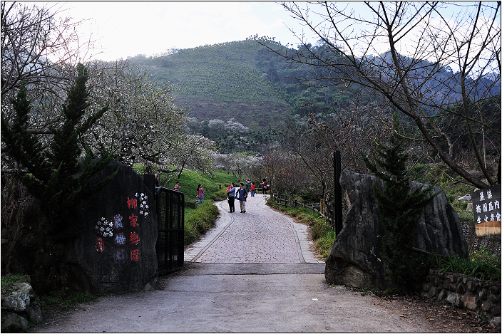 南投信義柳家梅園