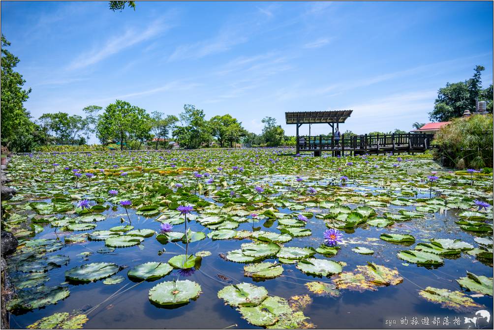 蓮城蓮花園