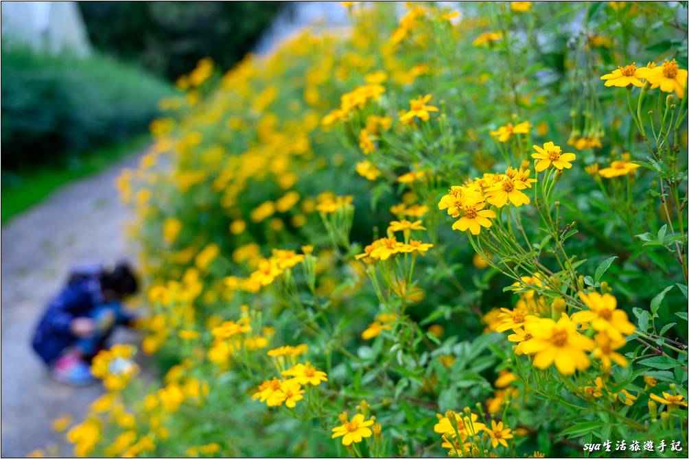 芳香萬壽菊