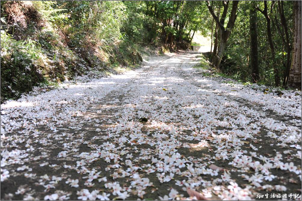 老崎古道油桐花海