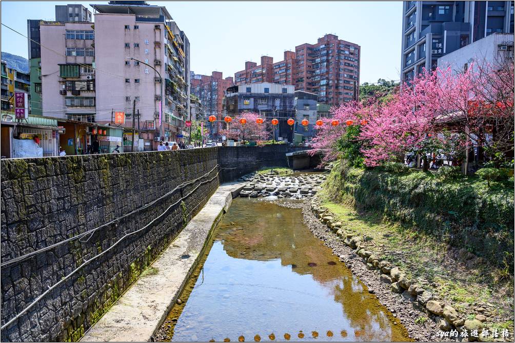 汐止 康誥坑溪 櫻花季