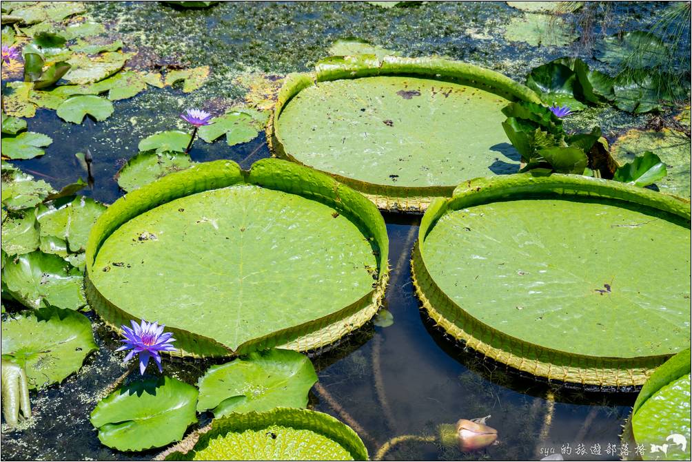 蓮城蓮花園