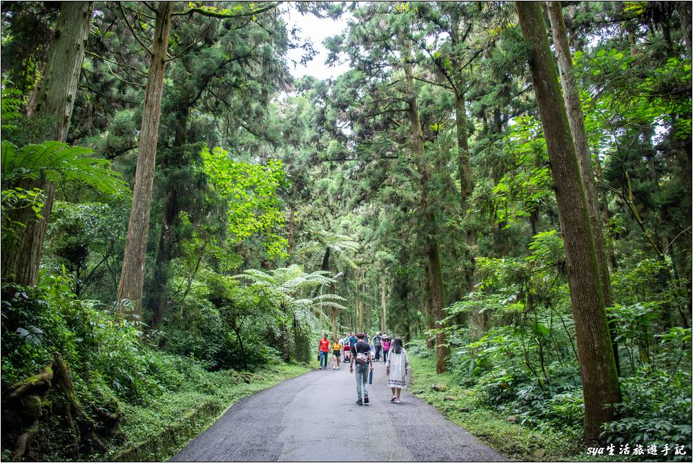 溪頭森林遊樂區 溪頭自然教育園區 神木步道沿線景點