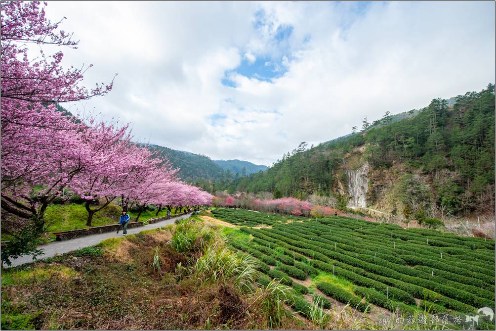 武陵農場 櫻花季