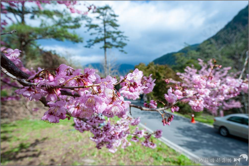 武陵農場 櫻花季