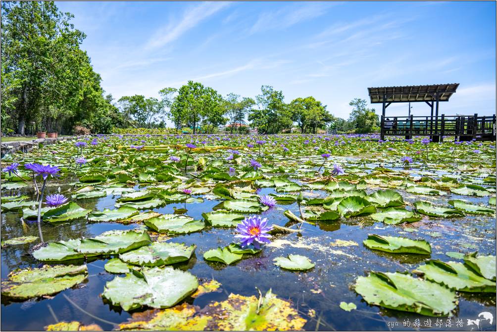 蓮城蓮花園