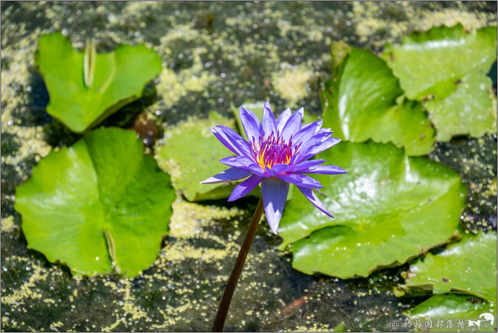 蓮城連花園