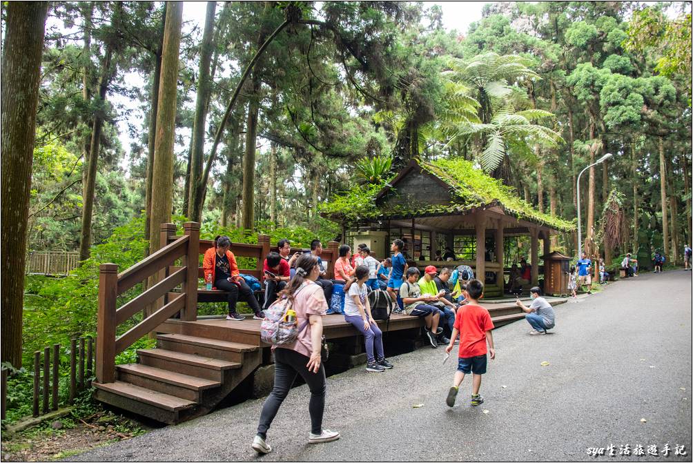 溪頭森林遊樂區 溪頭自然教育園區 空中走廊