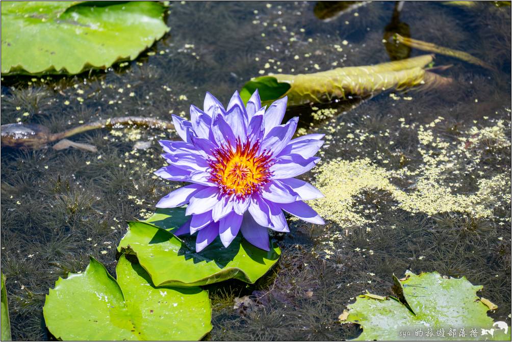 蓮城連花園