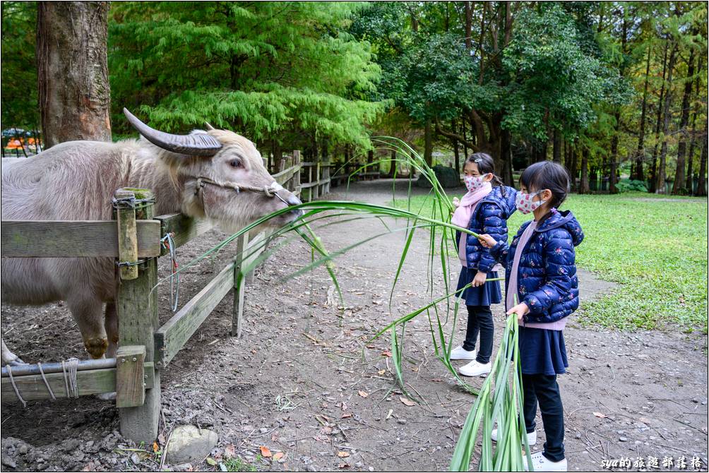 鈺展苗圃 體驗餵牛、餵魚