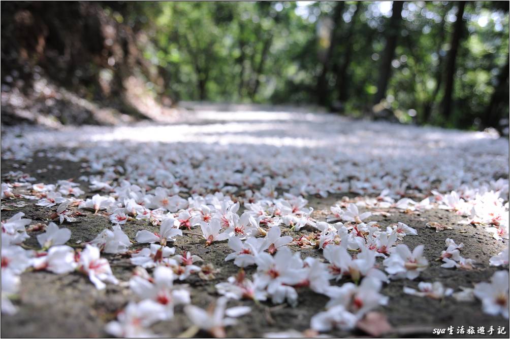 老崎古道油桐花海