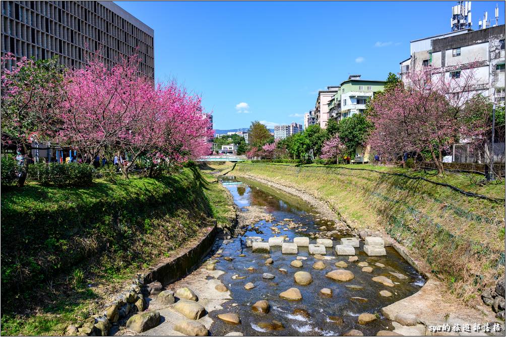 汐止 康誥坑溪 櫻花季