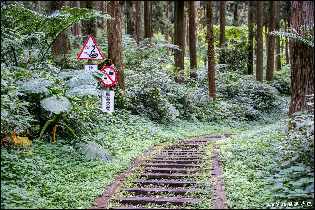 溪頭森林遊樂區 溪頭自然教育園區 空中走廊