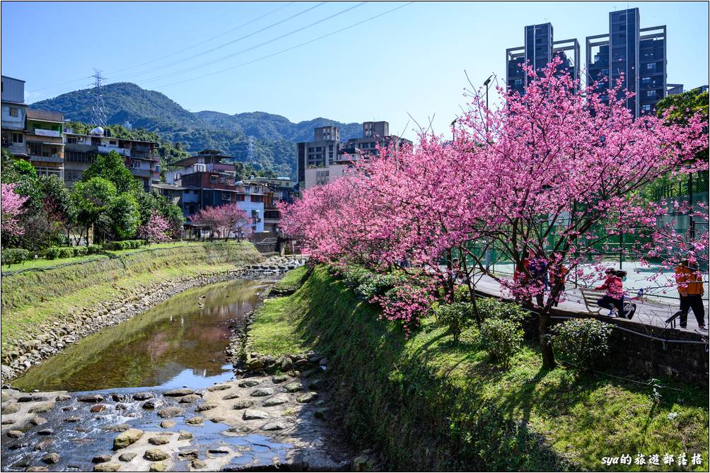 汐止 康誥坑溪 櫻花季