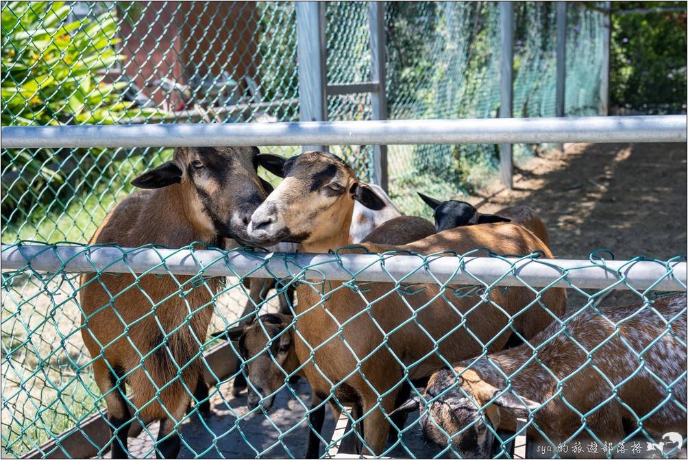 台開心農場 與小動物互動