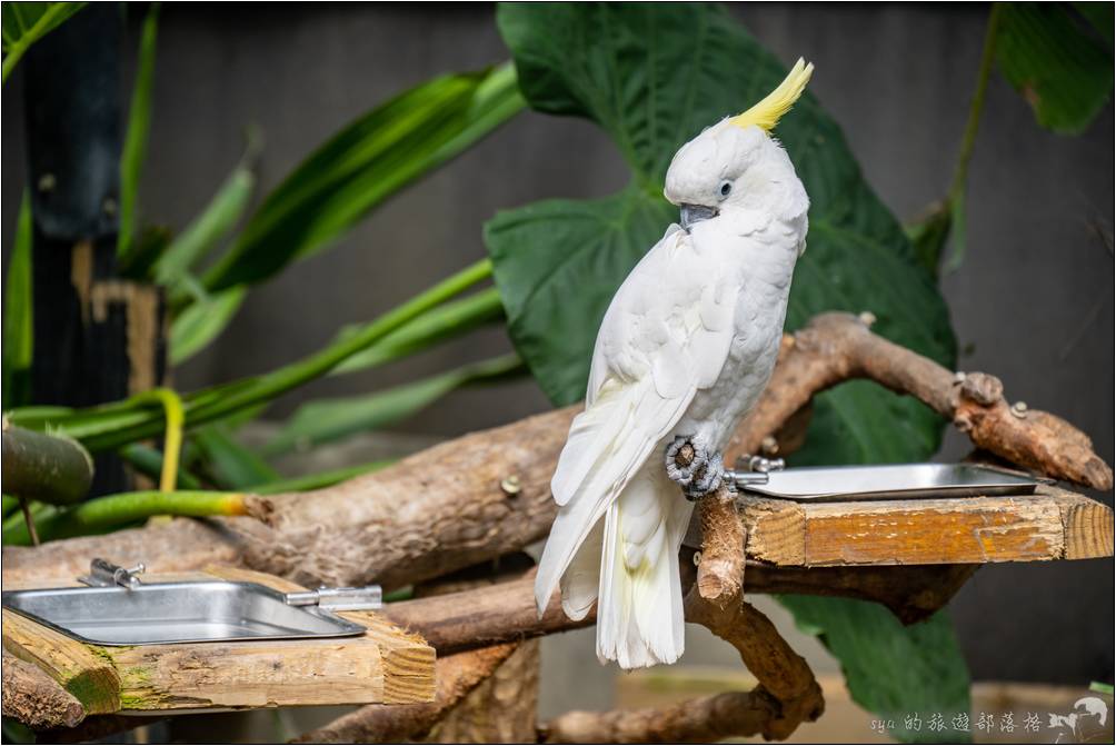 小葵花鳳頭鸚鵡