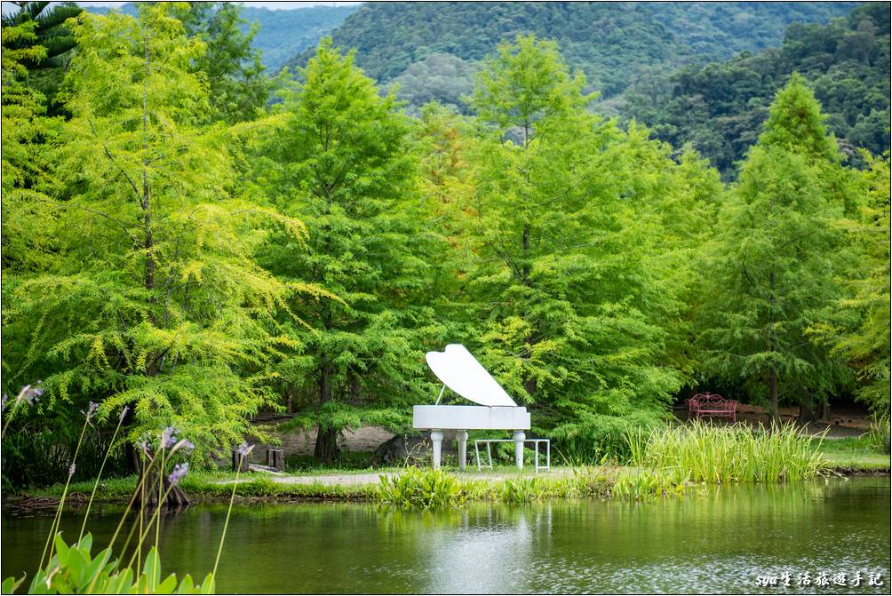 湖區落羽松景觀