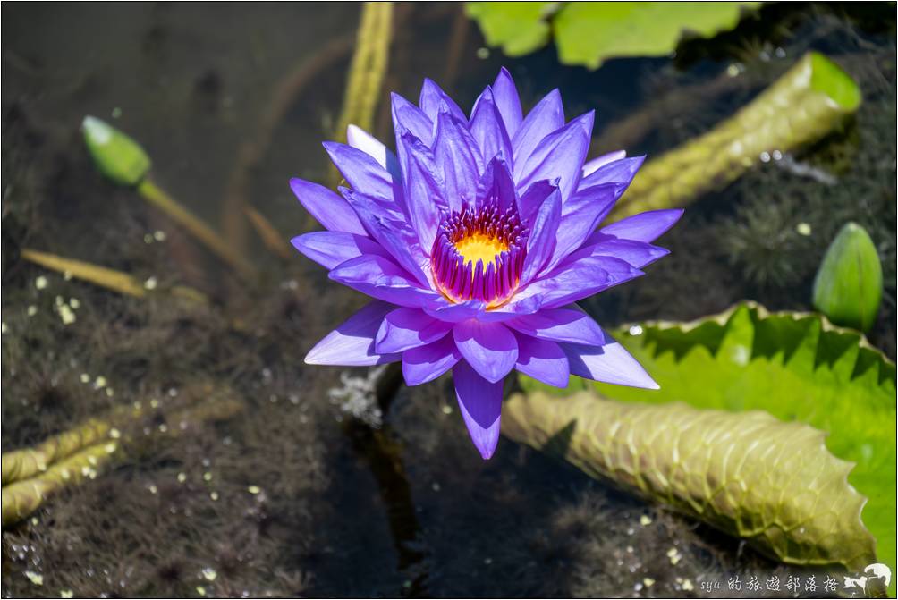 蓮城蓮花園