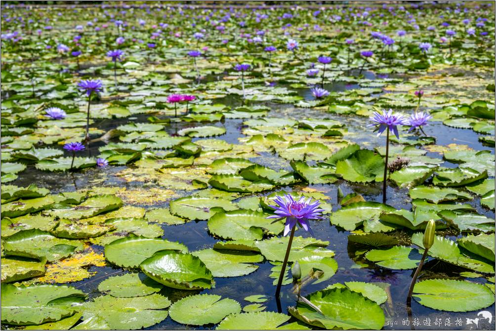 蓮城連花園