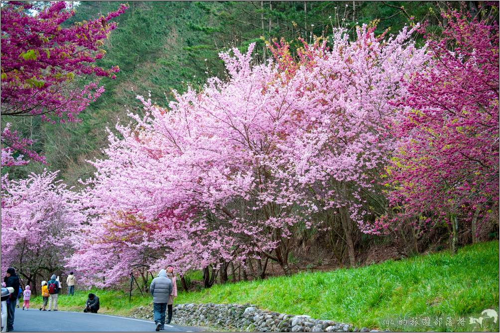 武陵農場 櫻花季