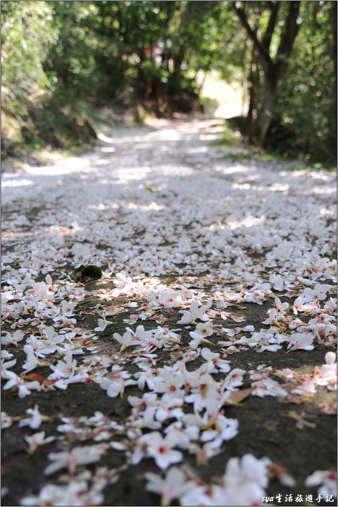 老崎古道油桐花海