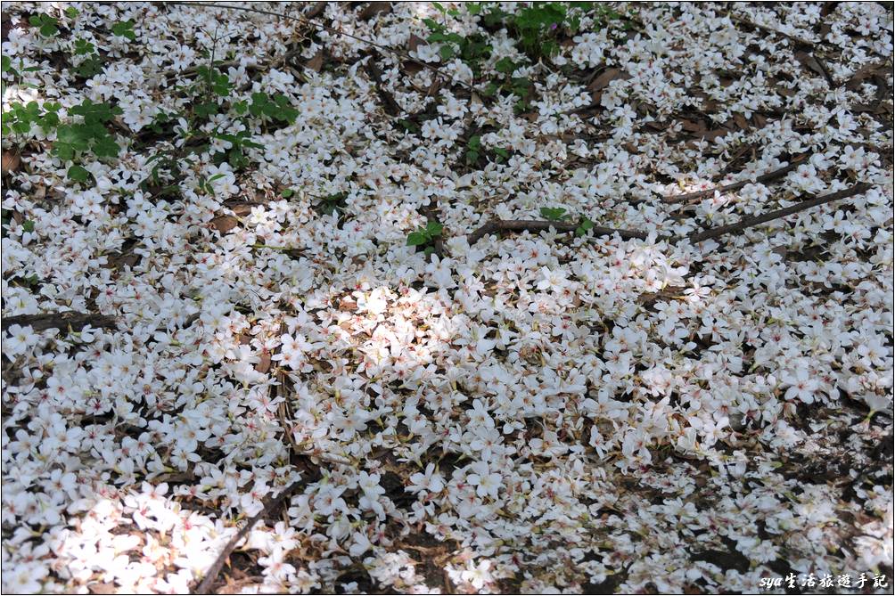 老崎古道油桐花海