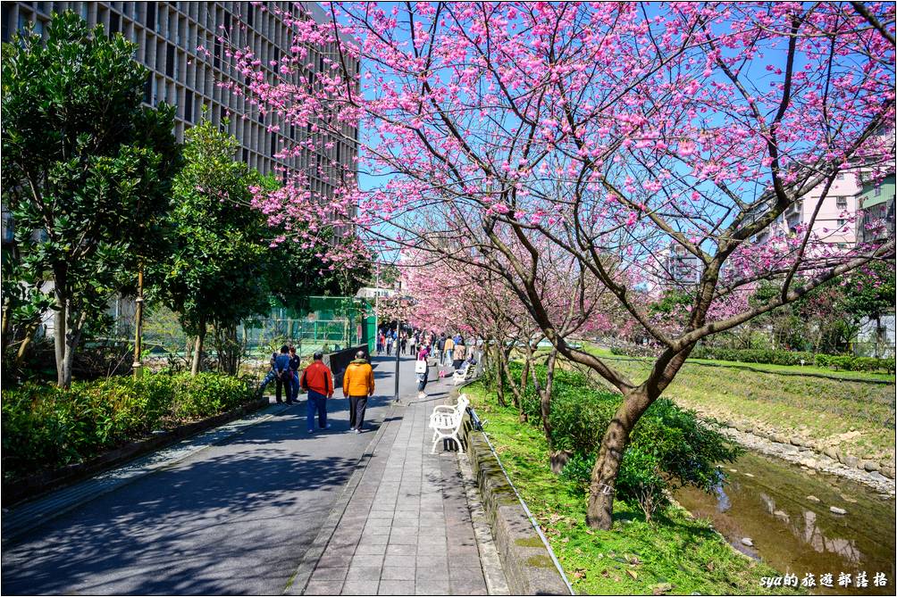 汐止 康誥坑溪 櫻花季