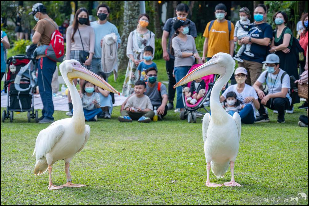 綠世界 醍醐餵食秀