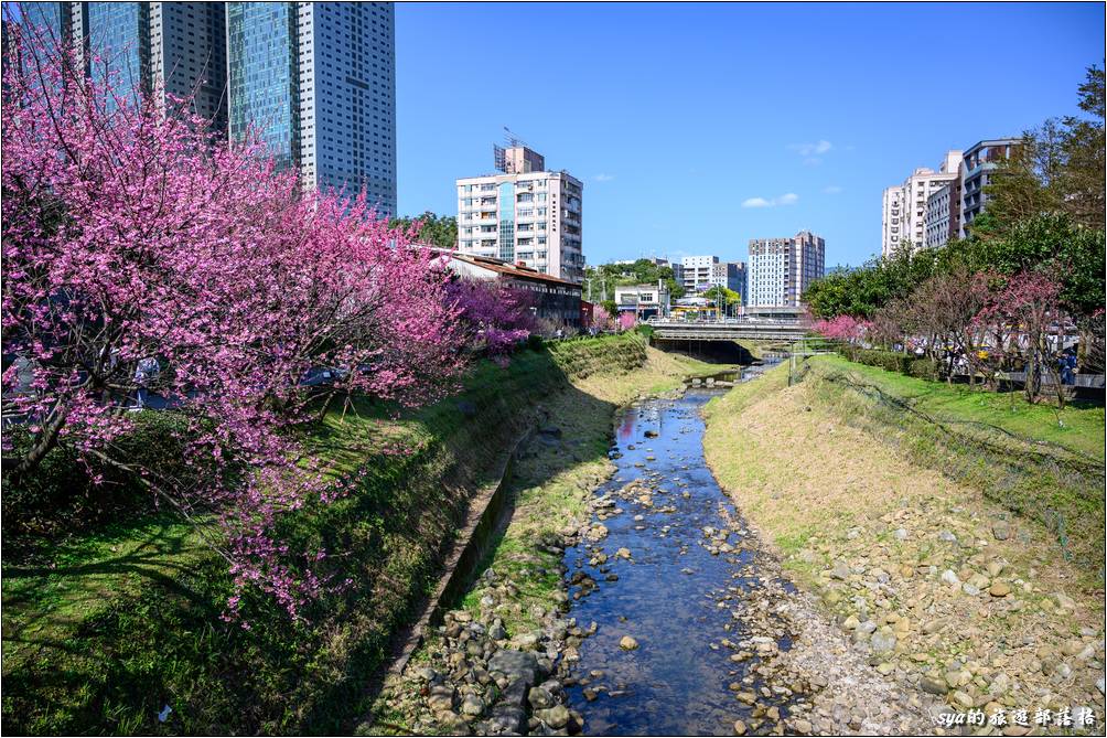 汐止 康誥坑溪 櫻花季