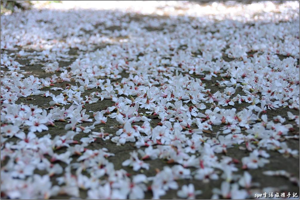 老崎古道油桐花海