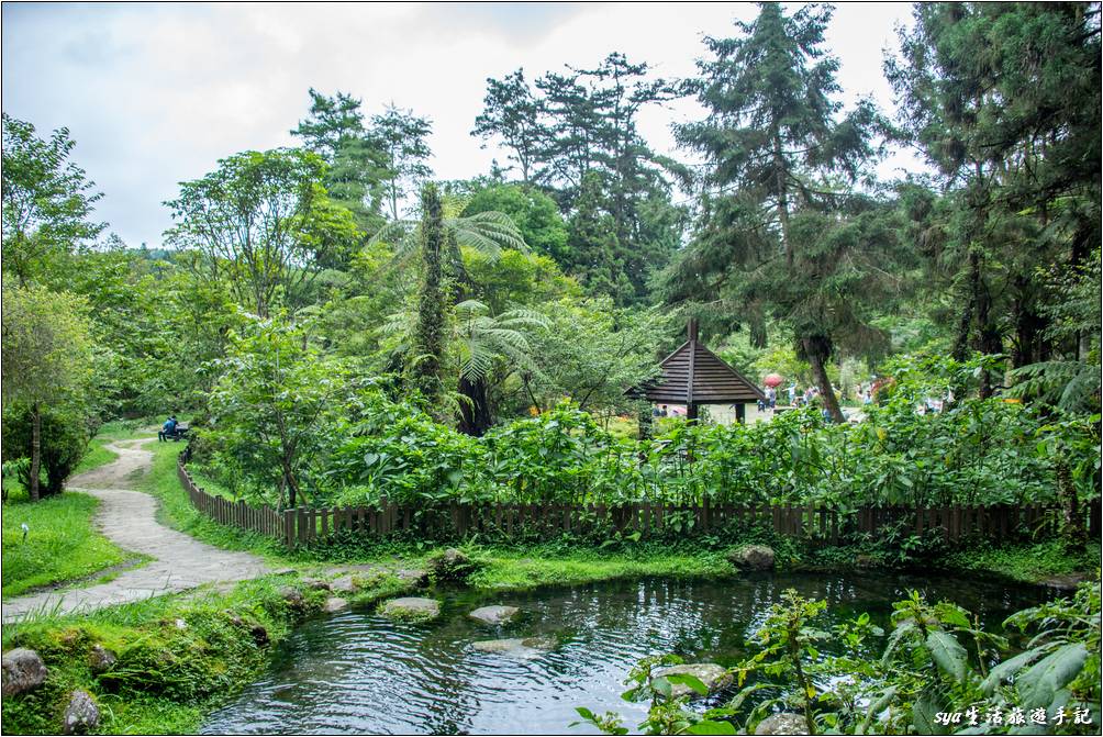 溪頭森林遊樂區 溪頭自然教育園區 大學池旁一景