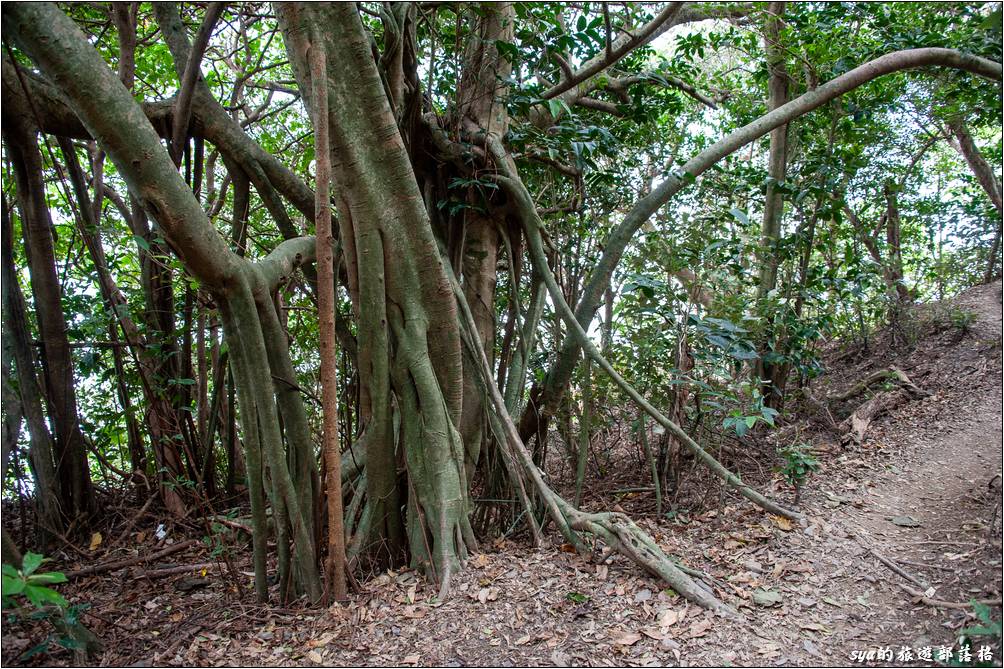 有點像少年Pi的拍攝場景 - 白榕園