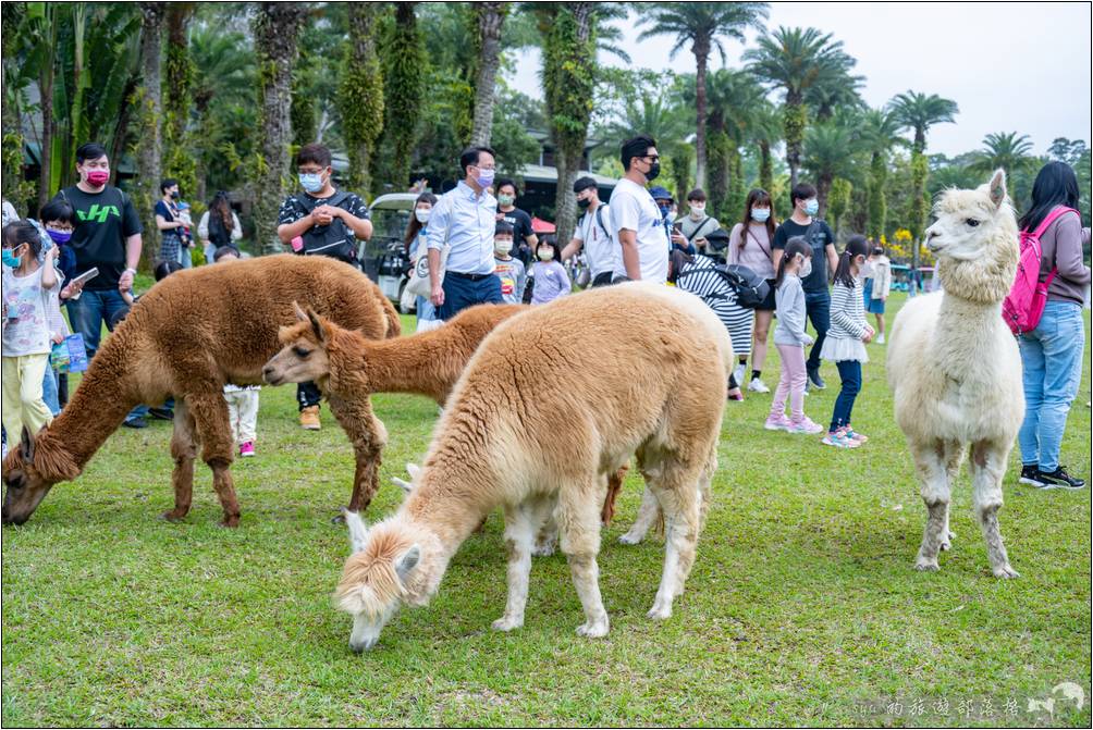 綠世界的羊駝散步