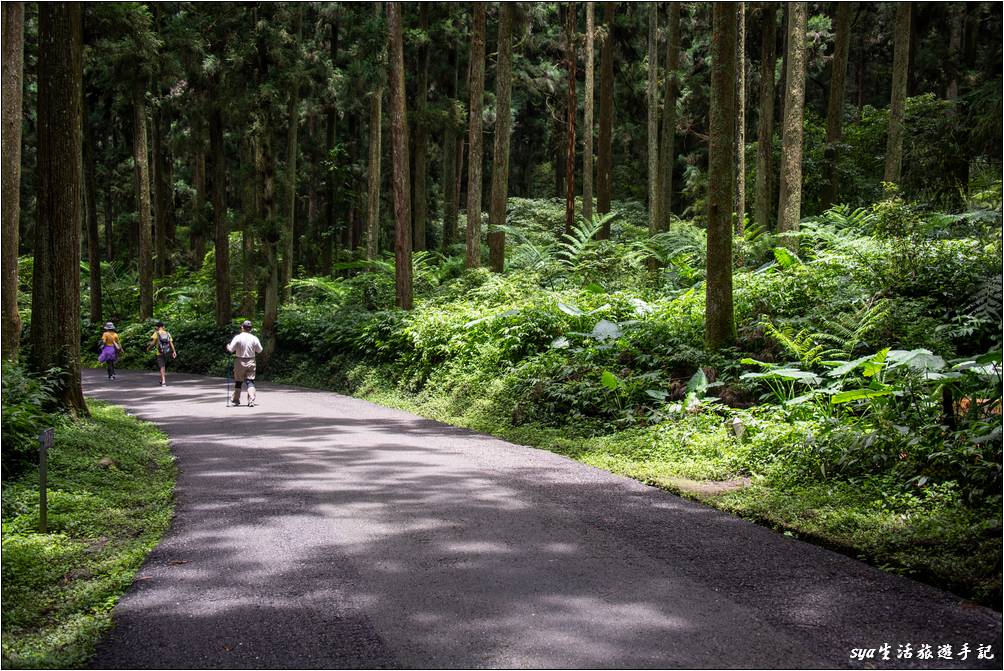 溪頭森林遊樂區 溪頭自然教育園區 神木步道沿線景點