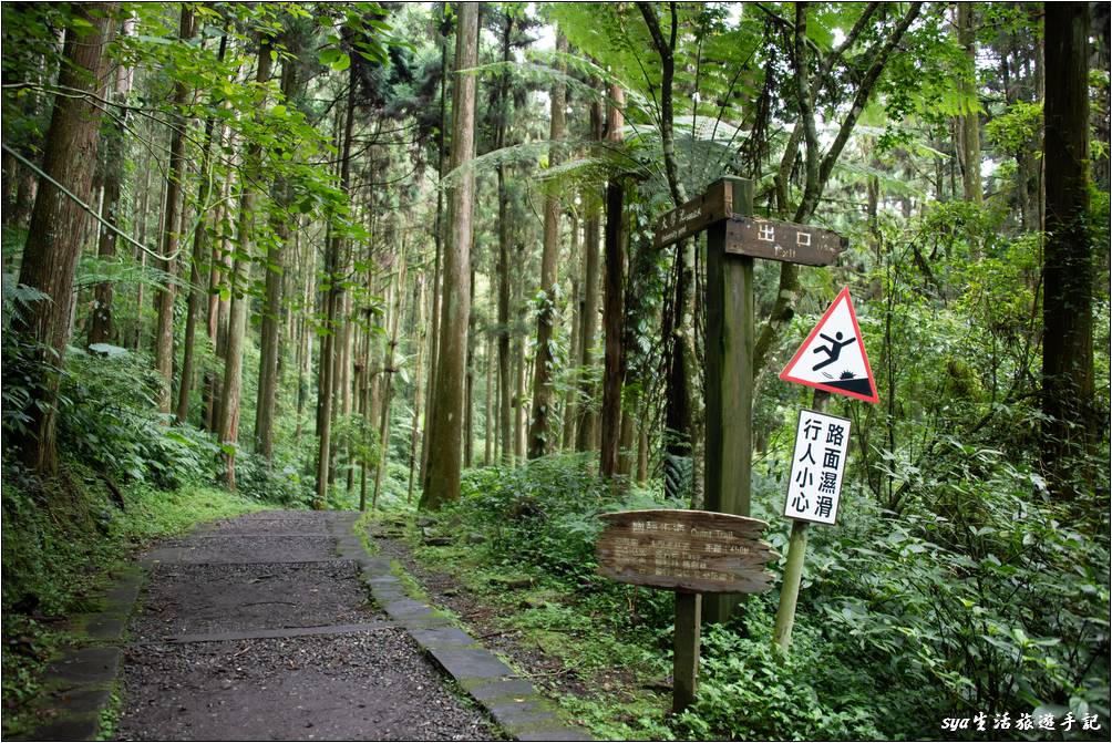 溪頭森林遊樂區 溪頭自然教育園區 神木步道沿線景點