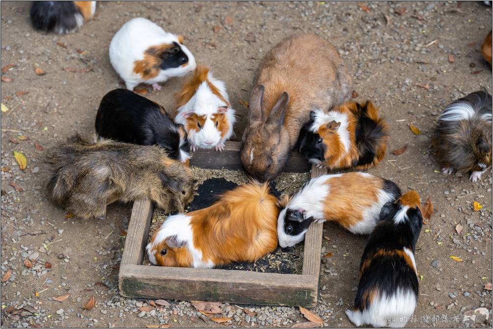 兔子與不知名的鼠類一同進食