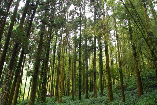 【嘉義 景點】奮起湖 | 阿里山歷史的驛站