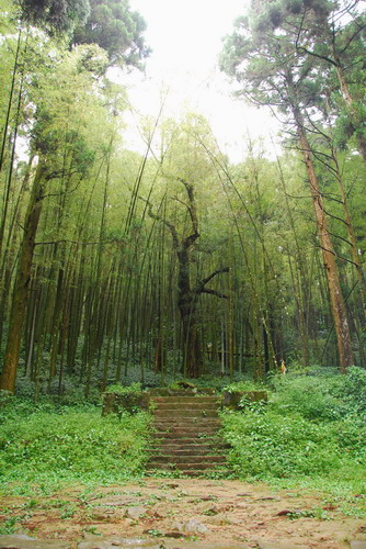 【嘉義 景點】奮起湖 | 阿里山歷史的驛站