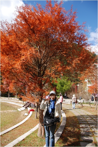 【台中 景點】武陵農場。雪霸國家公園 | 秋楓、落羽松