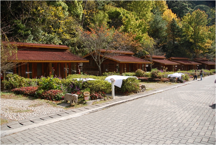 【台中 景點】武陵農場。雪霸國家公園 | 秋楓、落羽松